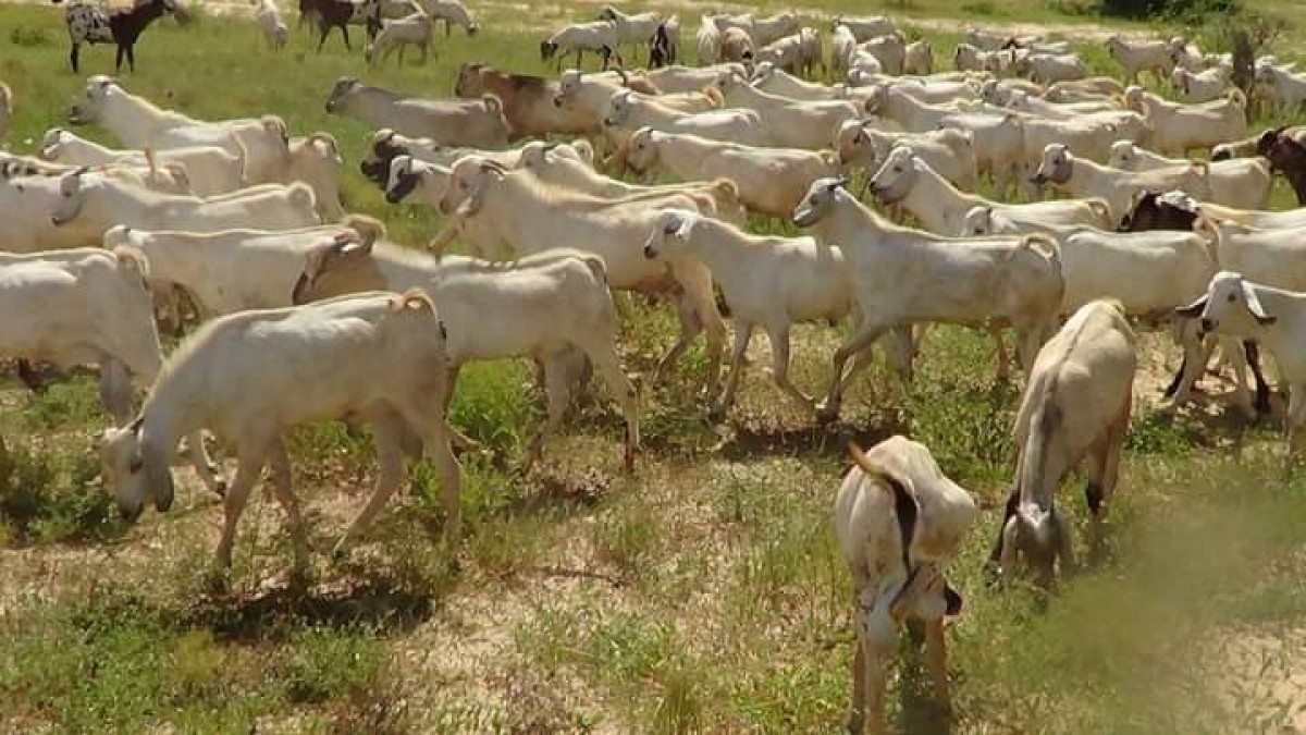 Cabras vivas from Somália